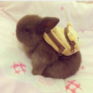 The same photo of a bunny wearing a backpack every single day, social media marketing podcast