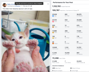 Screenshot of the Social Media Marketing Tactic of publishing a Kitten Born with 24 Toes