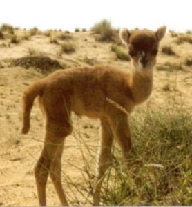 Cama Baby (camel llama hybrid)